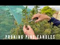 Pruning Pine Candes