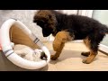 German shepherd puppy wakes up lazy cat