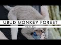 HANGING WITH THE MONKIES IN UBUD | TRAVEL VLOG #5