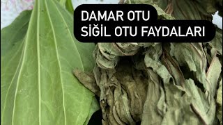 Siğil otu , Damar otu FAYDALARI Resimi