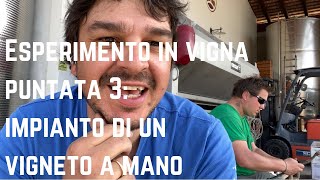 Impianto A Mano Di Un Vigneto - 3 Ore Per 1970 Viti