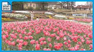 色とりどりの春の花が楽しめる「フラワーフェスティバル」 大道芸人や動物のショーも　愛知・安城市のデンパーク