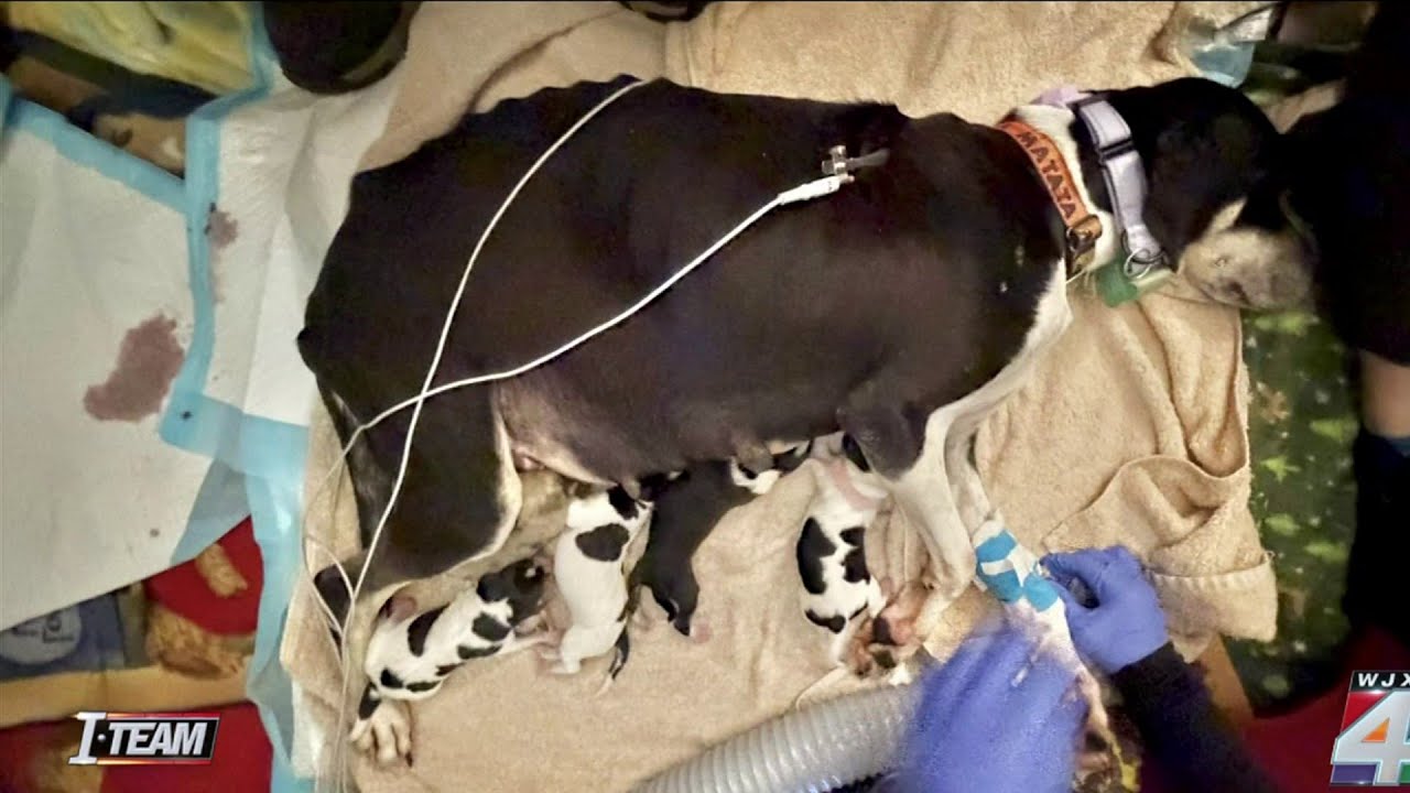 Allegations of abuse, neglect prompt request for state to investigate Union County Animal Control