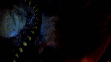 Jungle Carpet python Pair