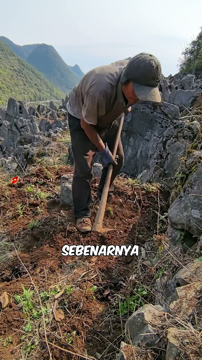 Pertanian jagung diantara batu #munandartv #pertanian