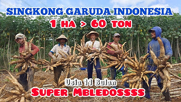 Panen Singkong Garuda Super Jumbo, 1 Ha Tembus 60 Ton ‼️