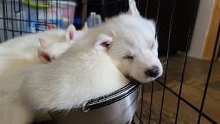 Husky Puppy Sleeps in Bowl by gardea23 18,825 views 3 years ago 44 seconds