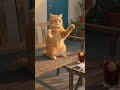 Cat Dance ♥️ Cute Kitten #Meowvs #cat #ai #funny #lovecats #catvideo #kitten #catlove