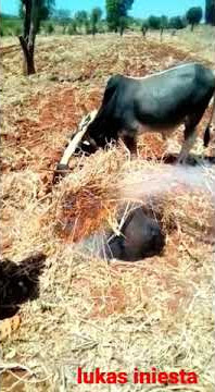 weeeze kabla kunyeshe si hii ngombe itakuwa imeiva mgongo