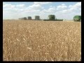 В Западно-Казахстанской области собирают рекордный урожай зерновых