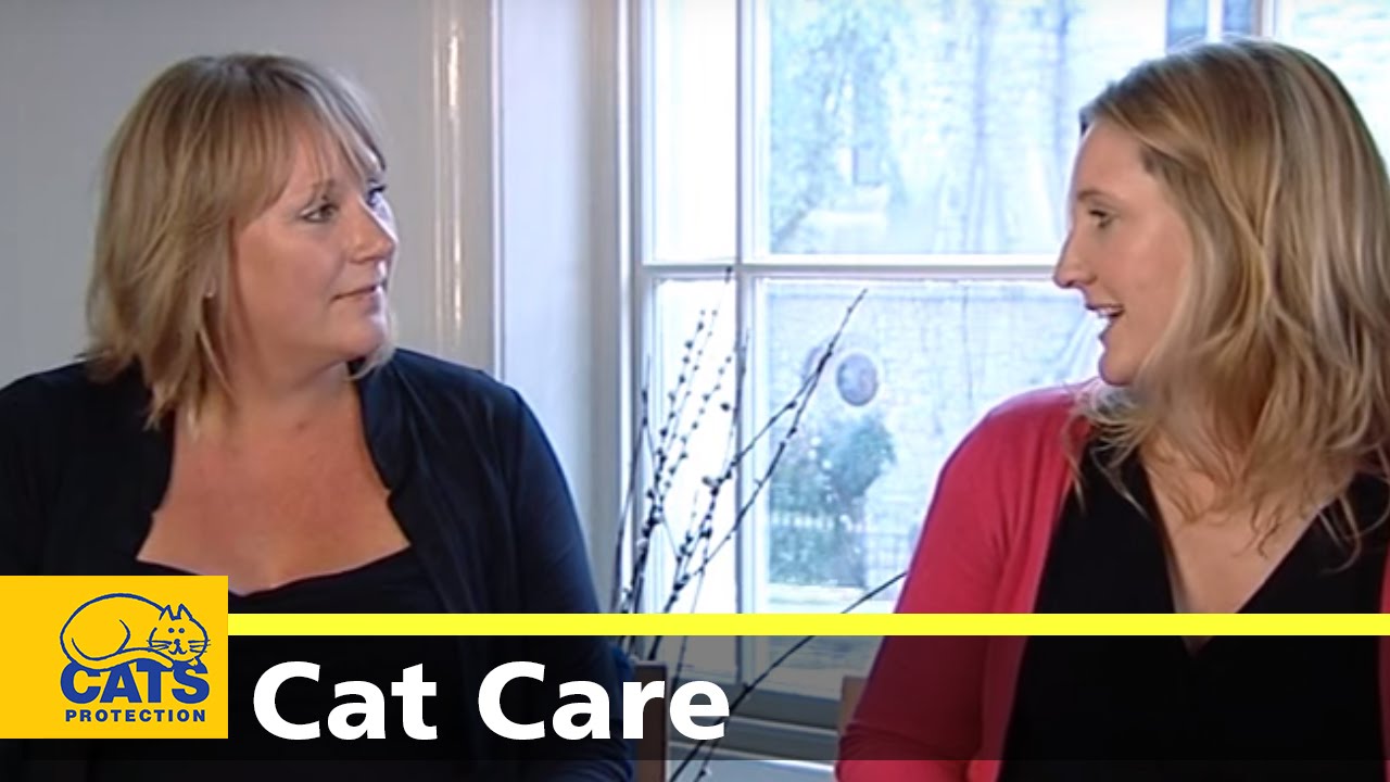 pregnancy wheel Toxoplasmosis - Don't believe the old wives' tales