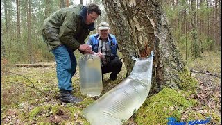 Делайте много КЛАССНОГО шампанского из березового сока!