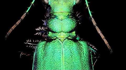 Tiger Beetle by Macroscopic Solutions Macropod