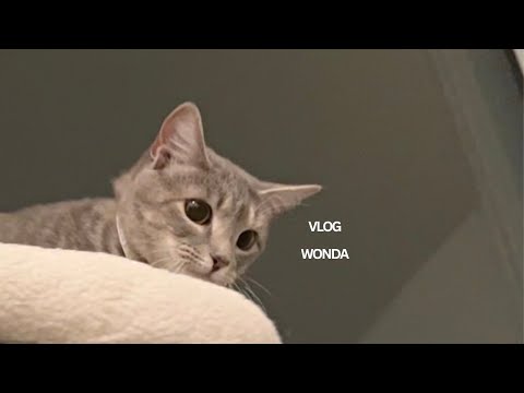 임시보호 브이로그 | 유기묘 입양 3주 전 | 새삥 챌린지 막차 탑승 | 파운데이션 스파출라 피부 화장법 | 디씨 다운타운 차이나타운 맛집 Bar Chinois