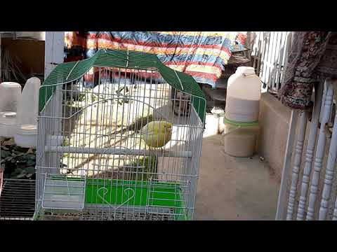 كناري شيرازي اصفر مبتور طير رقم ١٢٦ من طيوري ضرغام الميرزا