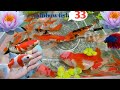 Serok Ikan Hias, Ikan Warna Warni Dalamkolam, Ikan Mas Koki, Ikan Koi, Ikan Komet , IkanCupang #33