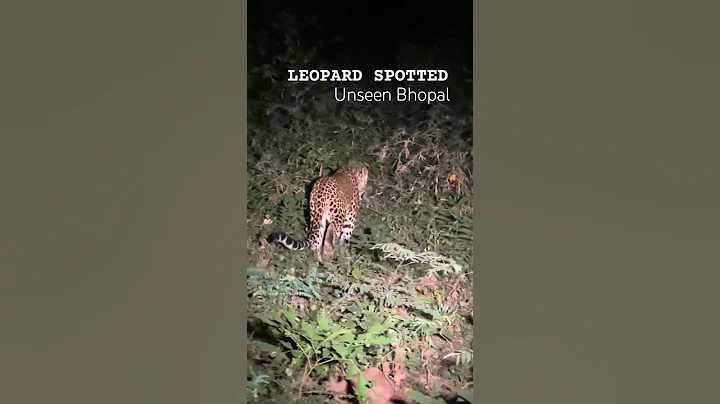 Leopard spotted at Tadoba national park#wildlife #tadobanationalpark #tranding #popular #viral#india