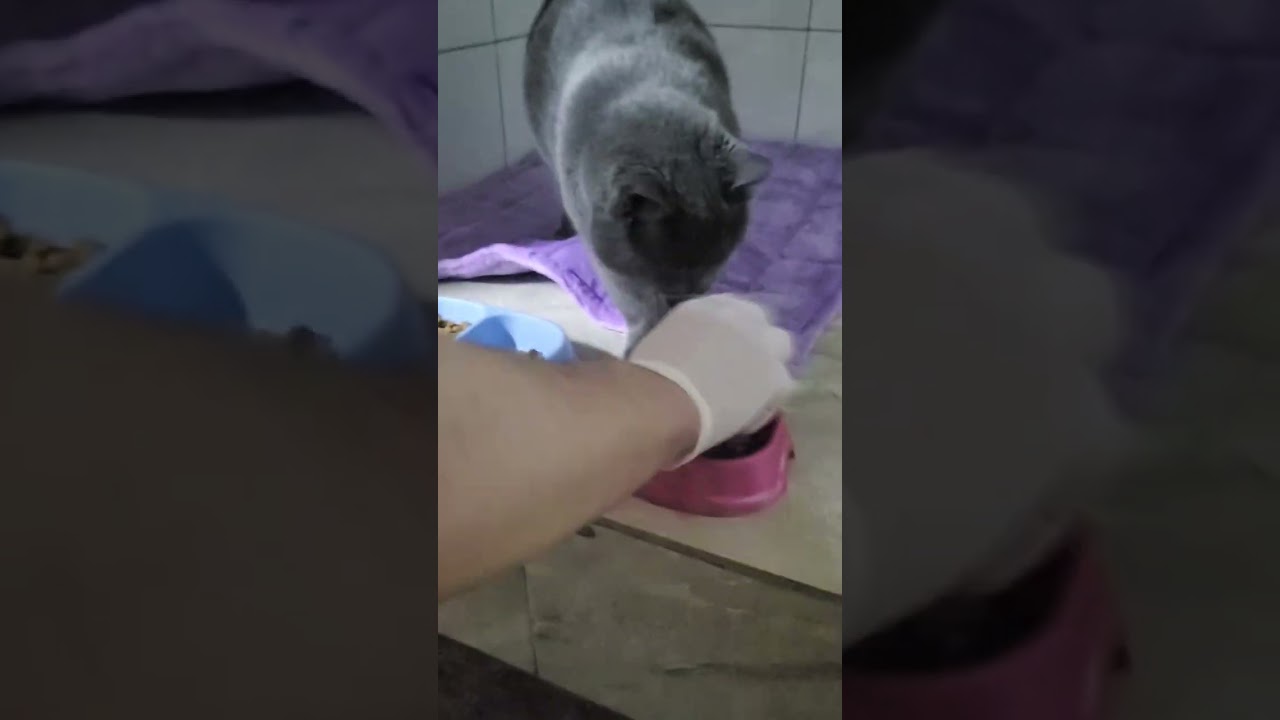 Хрусталик любит вайбрис 