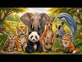 Wild & Farm Animal Sound: Elephant, Tiger, Panda, Kangaroo, Dolphin, Owl, Zebra, Fox - Animal Video