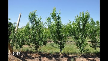 9. Plum Angeleno Tatura Trellis canopy experiment 2015-2020