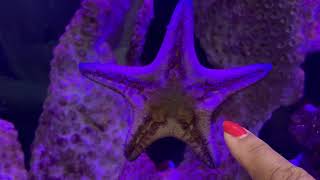Chocolate Chip Sea Star (Starfish)