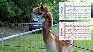 Recording EEG from an Alpaca with the Unicorn BCI Core-8