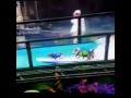Greatest float ever. Wiener dog surfing while the Ventures play Hawaii Five-0 theme song