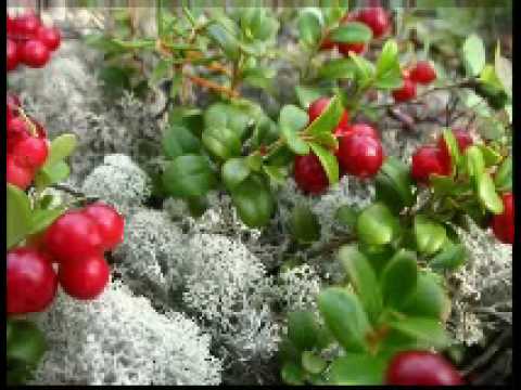 Стали брусника дни. Бальмонт поспевает брусника. Осень поспевает брусника. Осень брусника. Брусника в лесу.