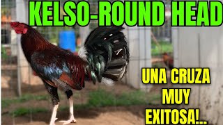 KELSO-ROUND HEAD... A VERY SUCCESSFUL MATCH