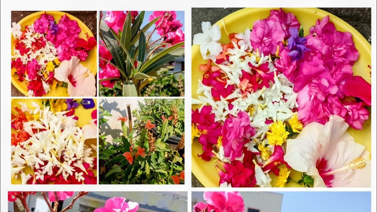 ଆଜି ମୋ ବଗିଚାରୁ ପୂଜା ପାଇଁ ବହୁତ ସୁନ୍ଦର ସୁନ୍ଦର ଫୁଲ ତୋଳି ଥିଲି 💐🌿//🌿୮ ମାର୍ଚ ୨୦୨୬