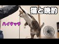 ハイタッチする猫のマサが晩酌に付き合ってくれました。結果、また変なことをしてしまいましたｗ　【猫　おもしろ】