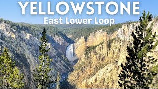 Yellowstone  Tour of Grand Canyon of Yellowstone  Hayden Valley West Thumb Basin  Day 4 of 4