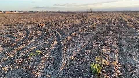 Slovakian wire haired pointer - wild partridge pointing