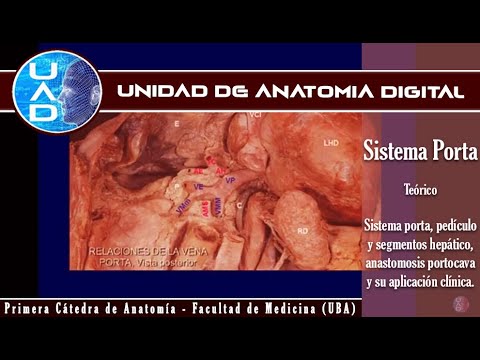 Sistema porta hepático - Unidad de Anatomía Digital - Primera cátedra de Anatomía - FMed - UBA