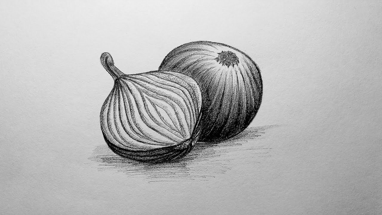 Ink Sketch Of Onion Isolated On White Background. Hand Drawn Vector  Illustration. Retro Style. Royalty Free SVG, Cliparts, Vectors, And Stock  Illustration. Image 125868904.