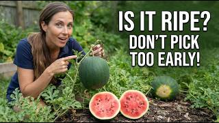 Is Your Watermelon Ripe? Don’t Pick It Until You Check These Signs!
