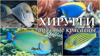 РЫБЫ-ХИРУРГИ - Опасные красавцы