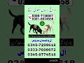 Army Dog Center Jhelum Chakwal Talagang Gujrat Wazirabad Kharian Sargodha Khushab Mianwali Sahiwal