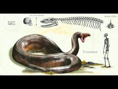 TITANOBOA – A MAIOR COBRA DO MUNDO! Uma serpente gigante impressionante!!!