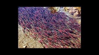 Brave Wilderness - MONSTER Sockeye Catch REACTION