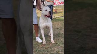 The Best Dogo Argentino ?????‍❄️???? in Africa ? & Middle East ?Multi V1 Ralph