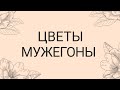 Цветы Мужегоны . Эти цветы Нельзя держать одиноким женщинам