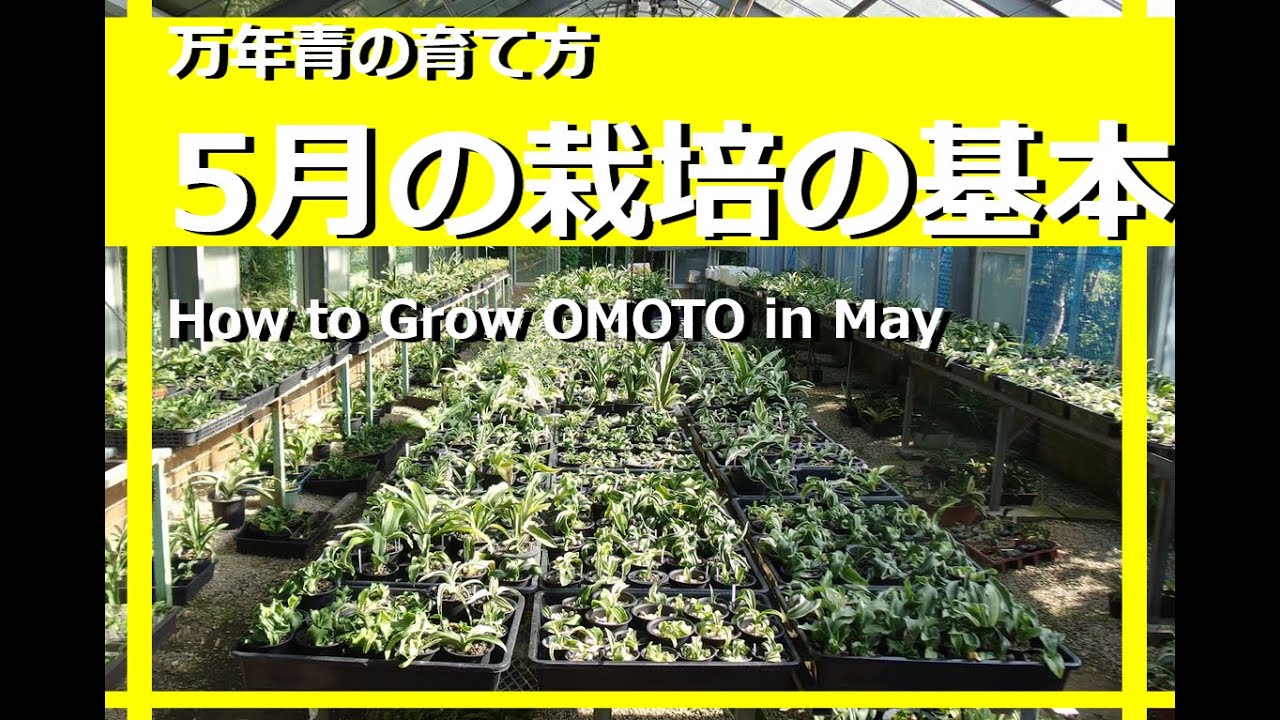 万年青の育て方 5月の栽培の基本 水やり 採光 日当たり 置き場所 病害虫予防 肥料 交配 花 実 防寒防風 万年青の豊明園 How To Grow Omoto In May Rohdea Youtube
