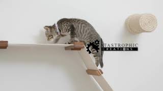 Mounting Cat Ladders by Catastrophic Creations 4,272 views 3 years ago 2 minutes, 33 seconds