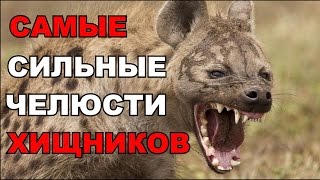 Топ 6 самых сильных челюстей хищников(САМЫЕ СИЛЬНЫЕ ЧЕЛЮСТИ ХИЩНИКОВ Подписывайтесь на наш канал http://www.youtube.com/channel/UCM4xDSGC9tQQ9ylNH-OuVmQ Мы ..., 2015-09-26T10:33:41.000Z)