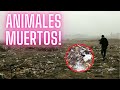 La peor PLAYA del PERÚ - Hay ANIMALES MUERTOS! 🥺🇵🇪 |JESÚS GARCÍA VLOGS