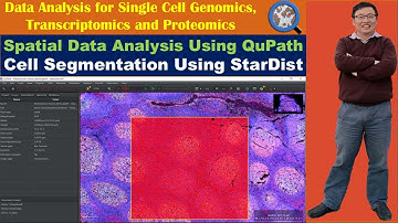Spatial Data Analysis Using QuPath: How to Perform Cell Segmentation Using StarDist in QuPath
