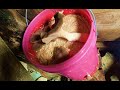 Mushrooms From Straw in Bucket