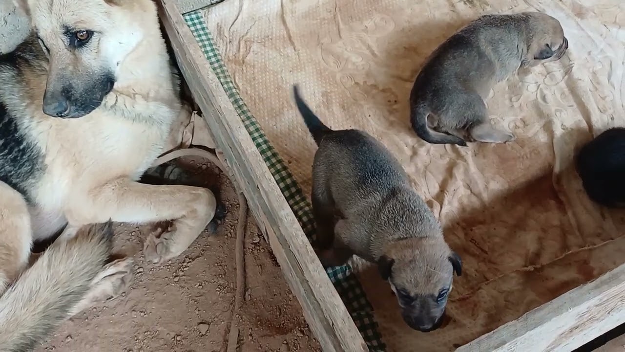 Novidades aqui no sítio. Muita alegria 😂 