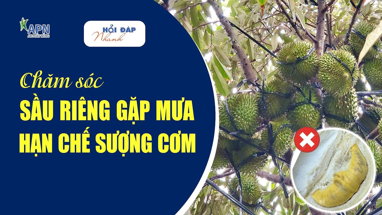 APN - CHĂM SÓC SẦU RIÊNG GẶP MƯA - HẠN CHẾ SƯỢNG CƠM | HỎI ĐÁP NHANH SẦU RIÊNG